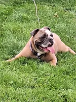 BANJO, a male English Bulldog for sale in Baden, PA – 4 of 5