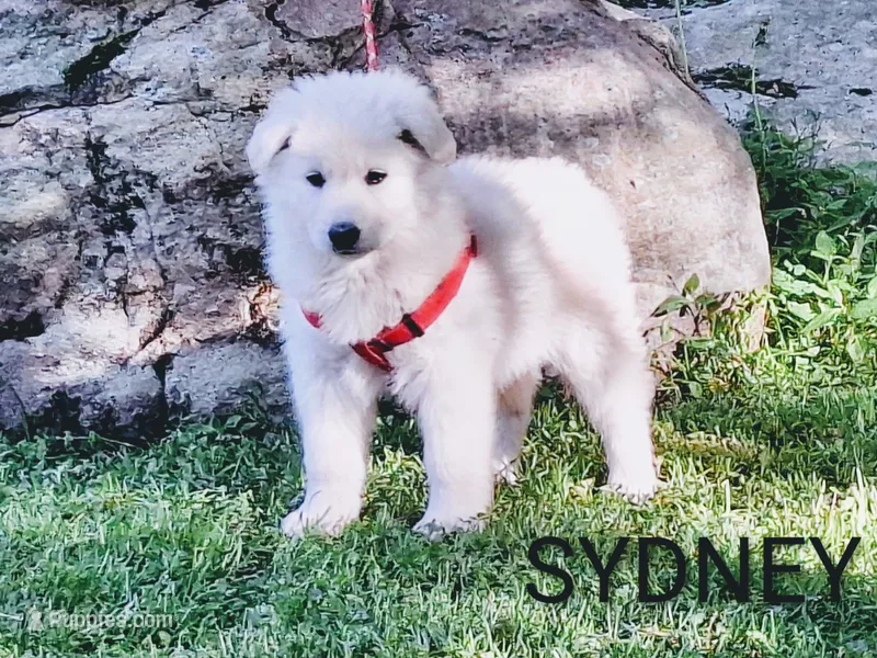 SYDNEY white longcoat! – German Shepherd Dog puppy for sale in Pittsburgh, PA