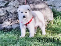 SYDNEY white longcoat!, a female German Shepherd Dog for sale in Pittsburgh, PA – 1 of 9