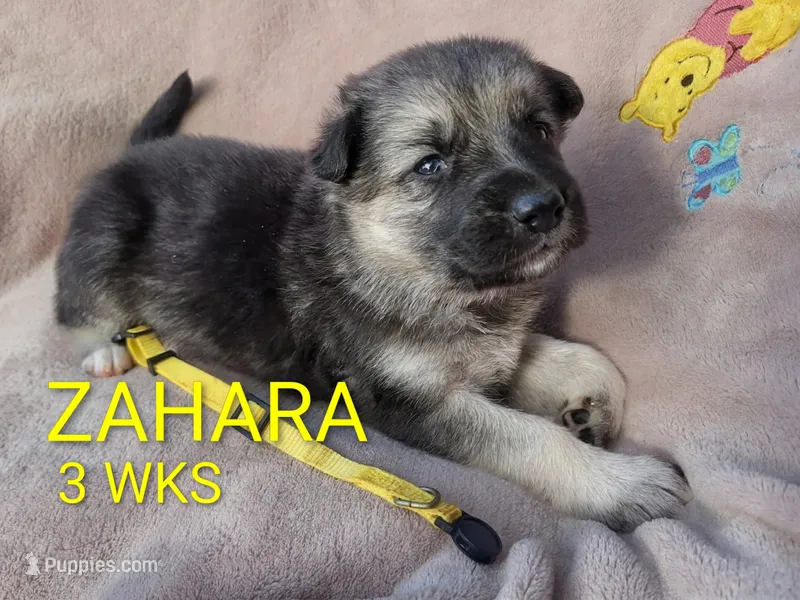 ZAHARA – German Shepherd Dog puppy for sale in Pittsburgh, PA