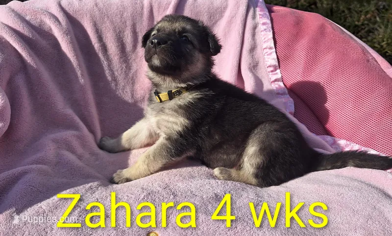 ZAHARA – German Shepherd Dog puppy for sale in Pittsburgh, PA