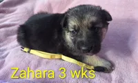 ZAHARA, a female German Shepherd Dog for sale in Pittsburgh, PA – Photo 3 of 4