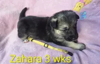 ZAHARA, a female German Shepherd Dog for sale in Pittsburgh, PA – Photo 2 of 4