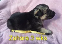 ZAHARA, a female German Shepherd Dog for sale in Pittsburgh, PA – Photo 4 of 4