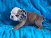 TINY TIM, a male English Bulldog for sale in Pittsburgh, PA – 3 of 4