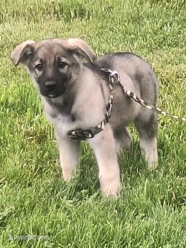 ZENA – German Shepherd Dog puppy for sale in Pittsburgh, PA