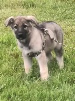 ZENA, a female German Shepherd Dog for sale in Pittsburgh, PA – 5 of 9