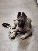 ZAYLA, a female German Shepherd Dog for sale in Pittsburgh, PA – 9 of 10