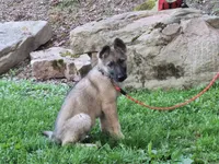 ZAYLA, a female German Shepherd Dog for sale in Pittsburgh, PA – 3 of 10