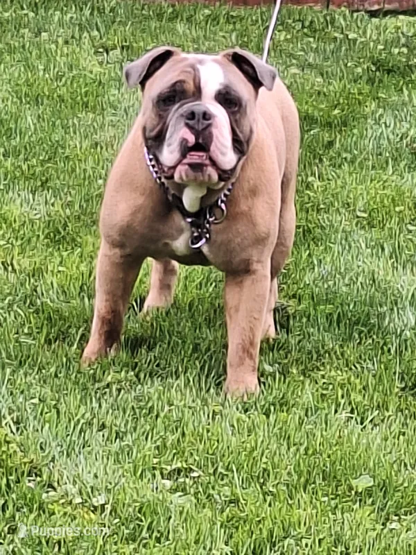 BANJO – English Bulldog puppy for sale in Baden, PA