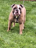 BANJO, a male English Bulldog for sale in Baden, PA – 1 of 5