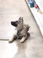 ZAYLA, a female German Shepherd Dog for sale in Pittsburgh, PA – 8 of 10