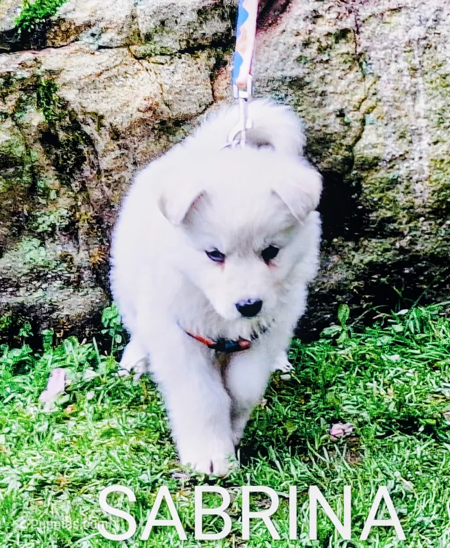 SABRINA/longcoat! – German Shepherd Dog puppy for sale in Pittsburgh, PA