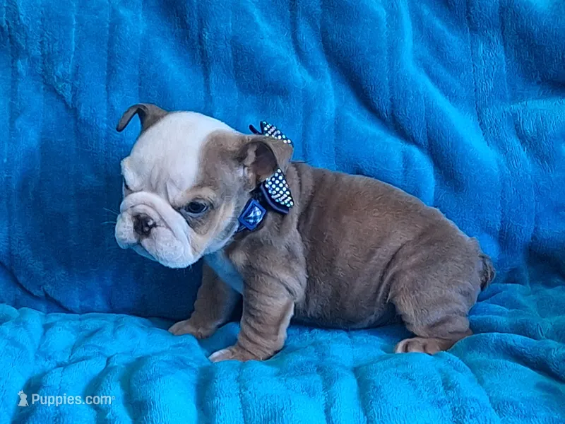 TINY TIM – English Bulldog puppy for sale in Pittsburgh, PA