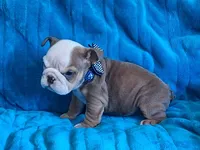TINY TIM, a male English Bulldog for sale in Pittsburgh, PA – 1 of 4