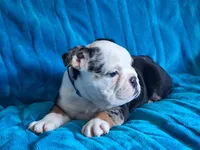 ELVIS, a male English Bulldog for sale in Pittsburgh, PA – 4 of 5
