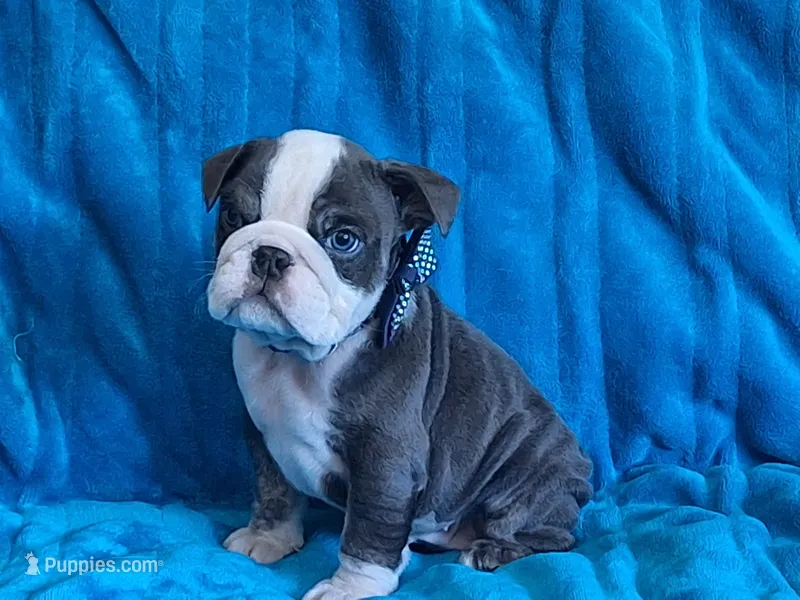 FLINT – English Bulldog puppy for sale in Pittsburgh, PA