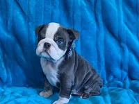 FLINT, a male English Bulldog for sale in Pittsburgh, PA – 1 of 4