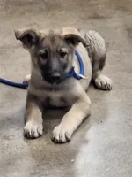 ZENA, a female German Shepherd Dog for sale in Pittsburgh, PA – 9 of 9