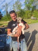 ZADIE, a female German Shepherd Dog for sale in Pittsburgh, PA – 5 of 5