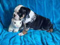 ELVIS, a male English Bulldog for sale in Pittsburgh, PA – 2 of 5