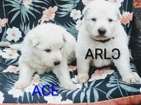 ACE, a male German Shepherd Dog for sale in Pittsburgh, PA – 6 of 6