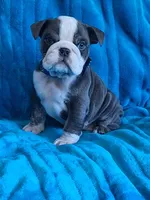 FLINT, a male English Bulldog for sale in Pittsburgh, PA – 4 of 4