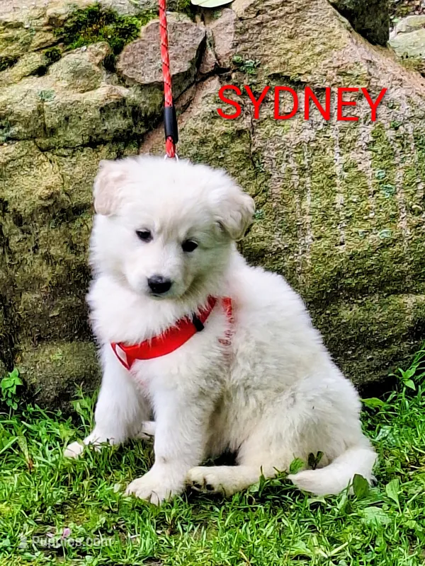 SYDNEY white longcoat! – German Shepherd Dog puppy for sale in Pittsburgh, PA