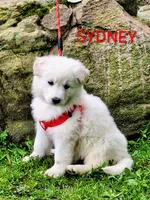 SYDNEY white longcoat!, a female German Shepherd Dog for sale in Pittsburgh, PA – 4 of 9