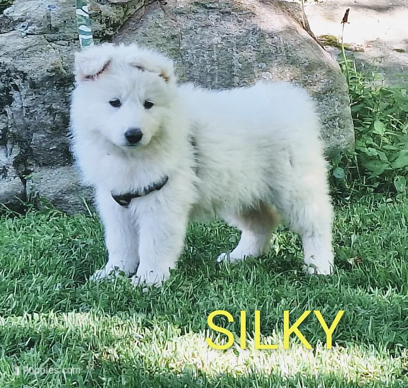 SILKY – German Shepherd Dog puppy for sale in Pittsburgh, PA