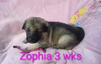 Zophia , a female German Shepherd Dog for sale in Pittsburgh, PA – Photo 2 of 3