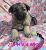 Zophia silver sable, a female German Shepherd Dog for sale in Pittsburgh, PA – Photo 1 of 3