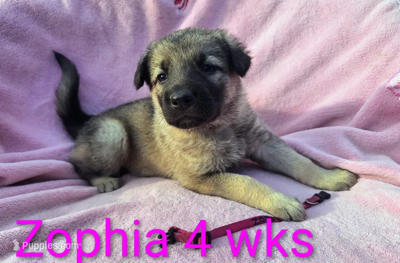 Zophia  – German Shepherd Dog puppy for sale in Pittsburgh, PA