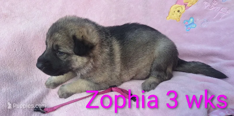 Zophia  – German Shepherd Dog puppy for sale in Pittsburgh, PA