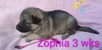 Zophia , a female German Shepherd Dog for sale in Pittsburgh, PA – Photo 1 of 3