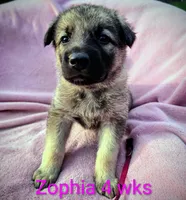 Zophia silver sable, a female German Shepherd Dog for sale in Pittsburgh, PA – Photo 2 of 3