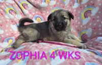 Zophia silver sable, a female German Shepherd Dog for sale in Pittsburgh, PA – Photo 3 of 3