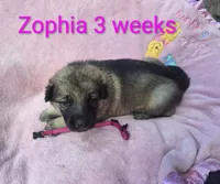 Zophia , a female German Shepherd Dog for sale in Pittsburgh, PA – Photo 3 of 3