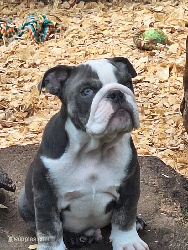 FLINT – English Bulldog puppy for sale in Baden, PA