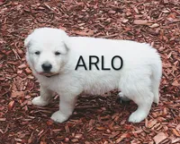 ARLO White longcoat, a male German Shepherd Dog for sale in Pittsburgh, PA – 2 of 3