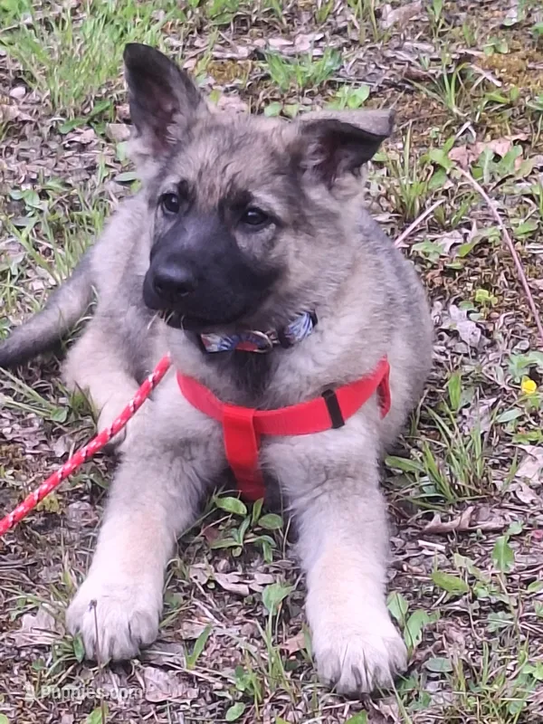 ZAYLA – German Shepherd Dog puppy for sale in Pittsburgh, PA