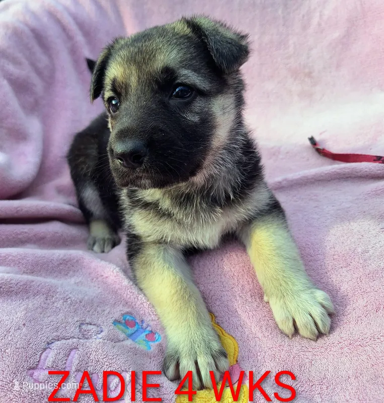ZADIE – German Shepherd Dog puppy for sale in Pittsburgh, PA
