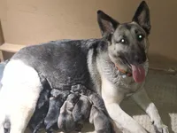 ZADIE, a female German Shepherd Dog for sale in Pittsburgh, PA – Photo 7 of 7