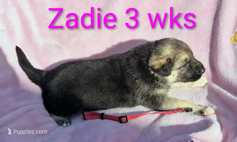 ZADIE – German Shepherd Dog puppy for sale in Pittsburgh, PA