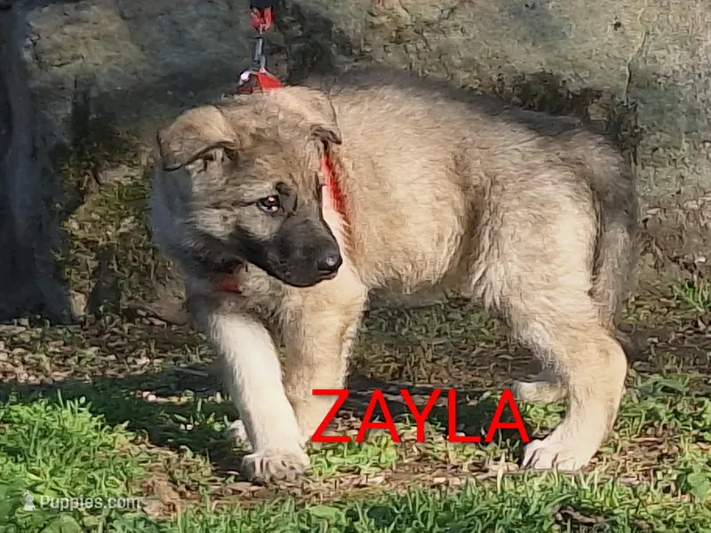 ZAYLA, a female German Shepherd Dog for sale in Pittsburgh, PA – Photo 1 of 4