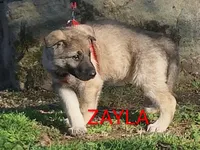 ZAYLA, a female German Shepherd Dog for sale in Pittsburgh, PA – Photo 1 of 4