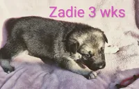 ZADIE, a female German Shepherd Dog for sale in Pittsburgh, PA – Photo 4 of 7