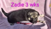 ZADIE, a female German Shepherd Dog for sale in Pittsburgh, PA – Photo 3 of 7