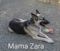 ZAYLA, a female German Shepherd Dog for sale in Pittsburgh, PA – Photo 4 of 4