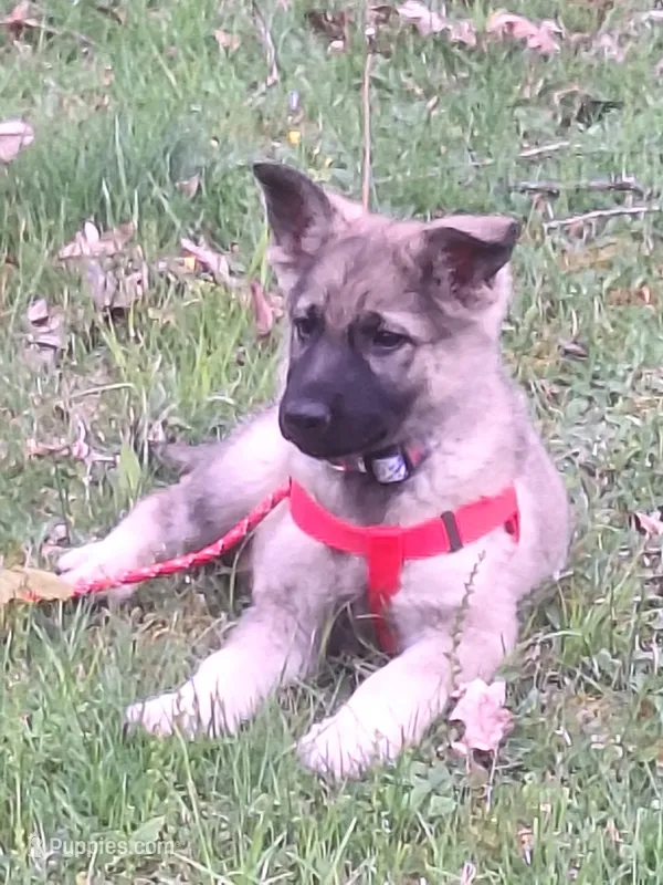 ZAYLA – German Shepherd Dog puppy for sale in Pittsburgh, PA